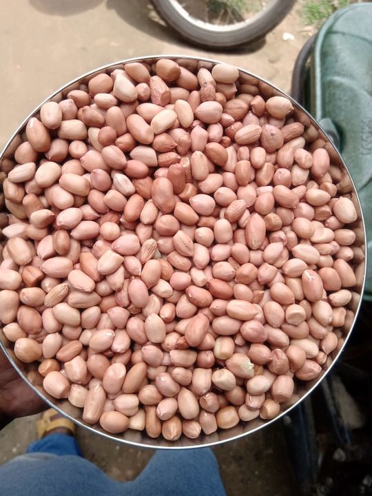 Groundnut seed uploaded by business on 2/12/2022