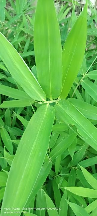 Green vulgaris bamboo plants available uploaded by TASMIN ENTERPRISE on 2/16/2022