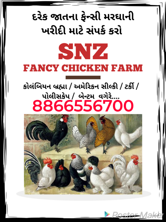 Fancy chicken uploaded by business on 2/20/2022