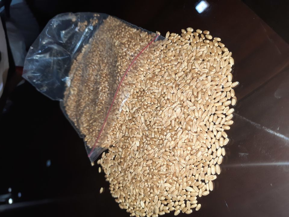 Post image I want 100000 Ton of Wheat B Grade.