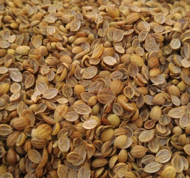 Coriander seeds uploaded by business on 2/20/2022