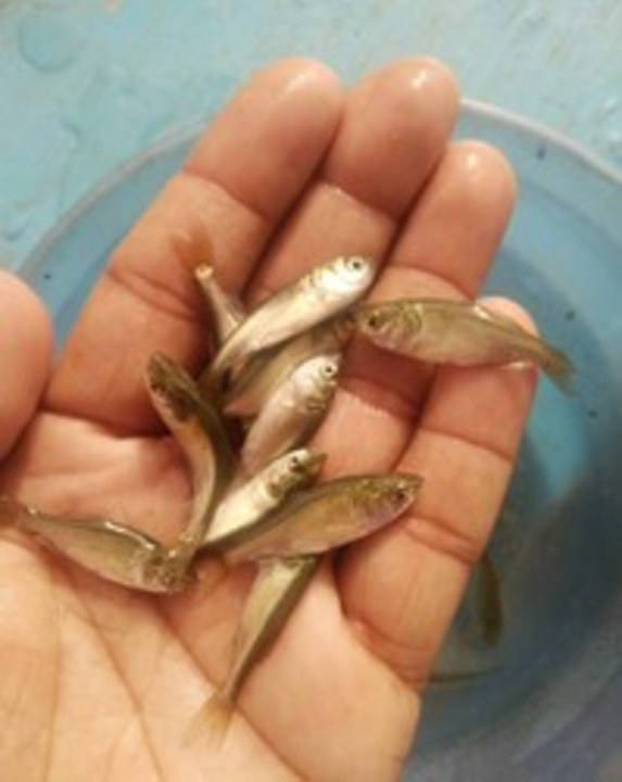 Rohu Fish Seed uploaded by Mayuddin fish seed on 2/20/2022
