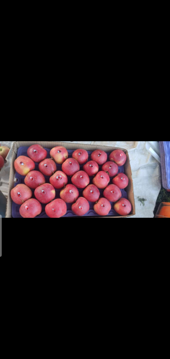 Red cheif apple uploaded by Bhat fruits on 2/25/2022