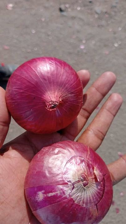 Onion uploaded by Shri Balaji coal traders on 3/1/2022