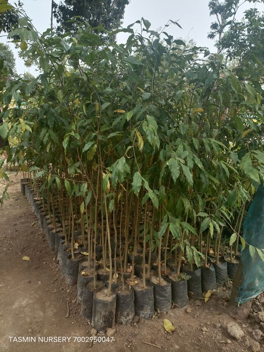 Agarwood plants uploaded by business on 3/1/2022