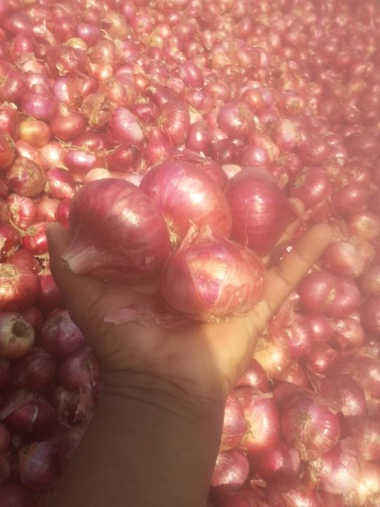 Post image 👑 ** shri balaji coal traders**👑Date 02/03/2022NEW RED ONION ============== *DOMESTIC RATE*  *सुपर गोल्टी* 25mm-30mmRate-12.50rs============== *सुपर गोलटा* 35mm-45mmRate-17.50rs============== *मिनी मिडीयम*40mm-50mmRate-19.50rs============== *सुपर मिडीयम* 45mm-55mmRate-21.00rs============== *सुपर साईज* 55mm-70mm+Rate-22.00rs==============🌷All builty rate🌷=================Packing 50kgRed Mesh bagPacking 50kgJute bag=================🌸Payment Term🌸50%advance  50%after loading =================Tips-Rate valid for only today=================+91-9773821467