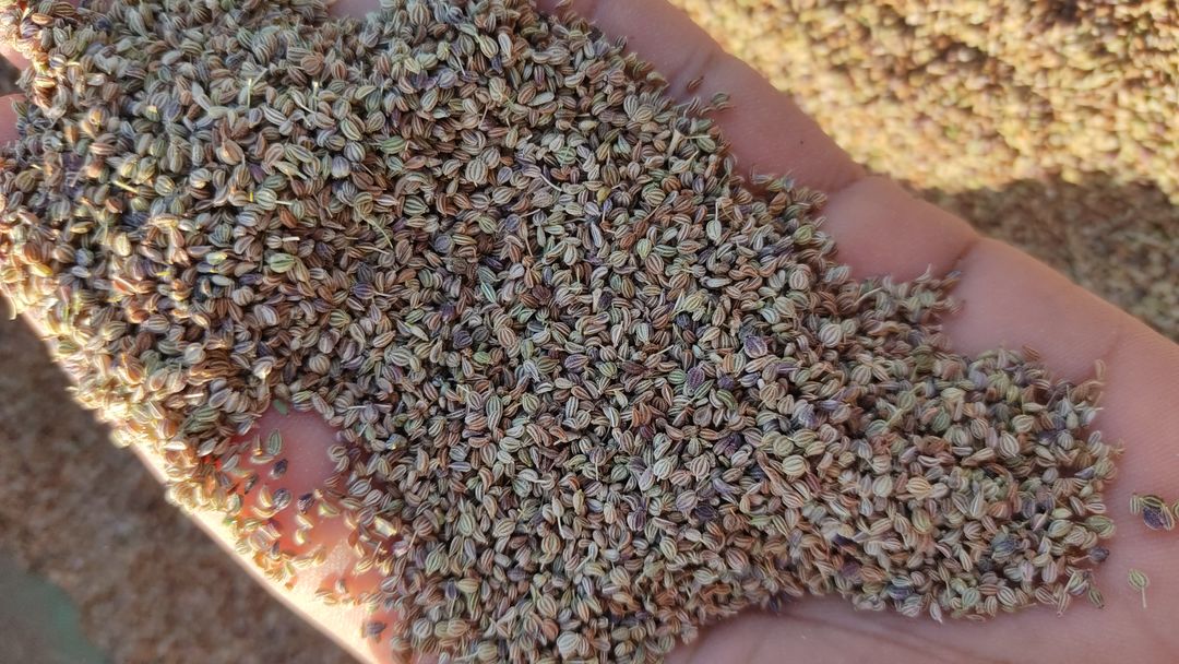 Ajwain uploaded by business on 3/5/2022