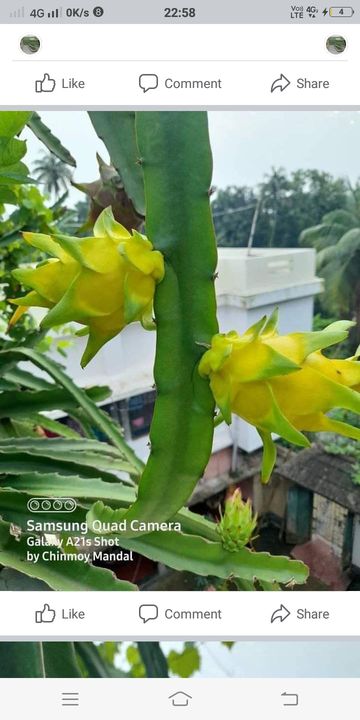 Yellow Dragon fruit plants  uploaded by business on 3/5/2022