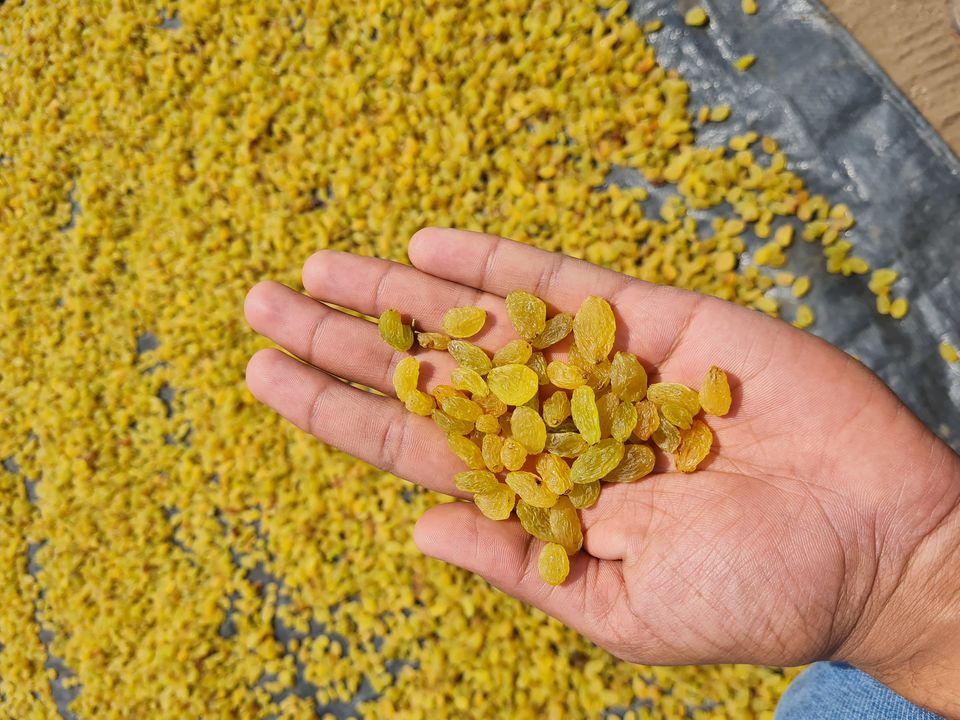 Gooden yellow Raisins kismis uploaded by NR Farm Product on 3/7/2022