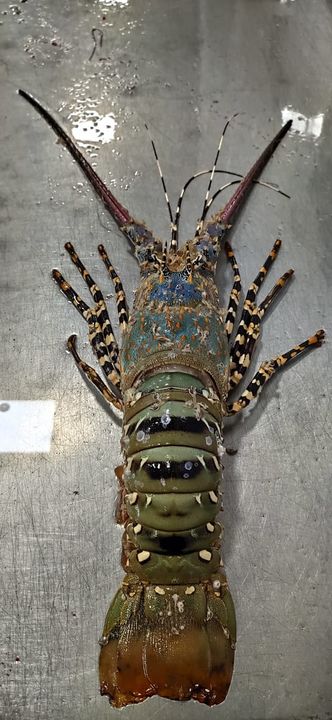 Fresh& Frozen Lobster 🦞 uploaded by business on 3/7/2022