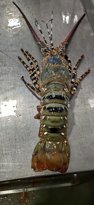 Fresh& Frozen Lobster 🦞 uploaded by PRADHAN FROZEN FOOD on 3/7/2022