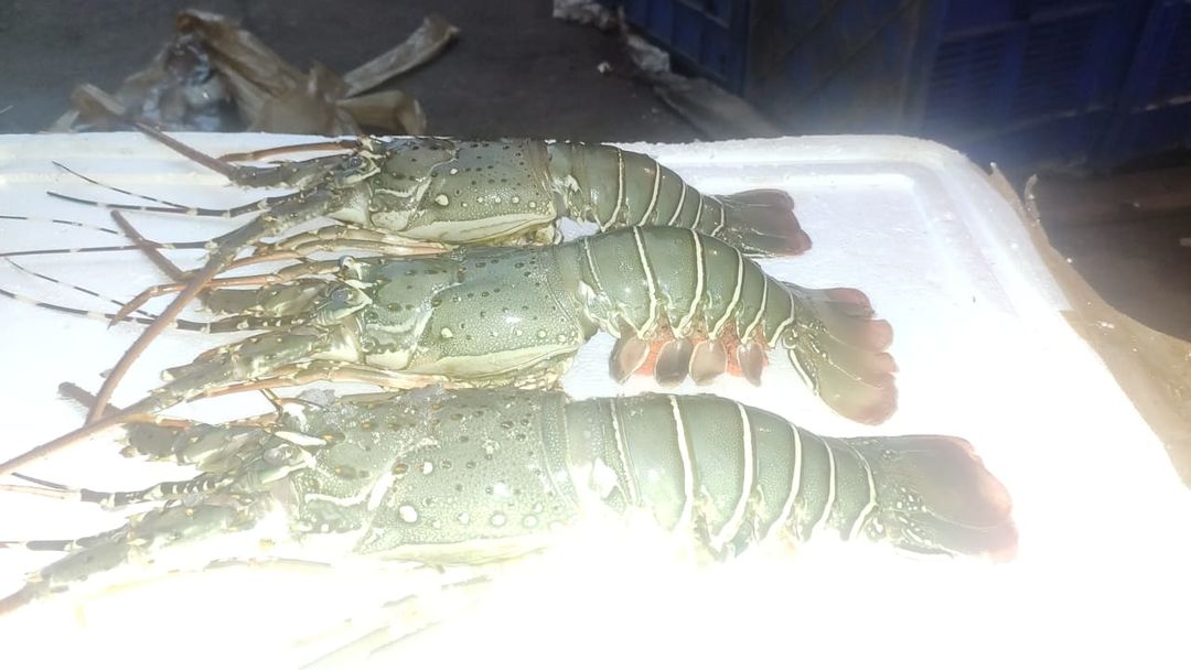 Fresh& Frozen Lobster 🦞 uploaded by PRADHAN FROZEN FOOD on 3/7/2022