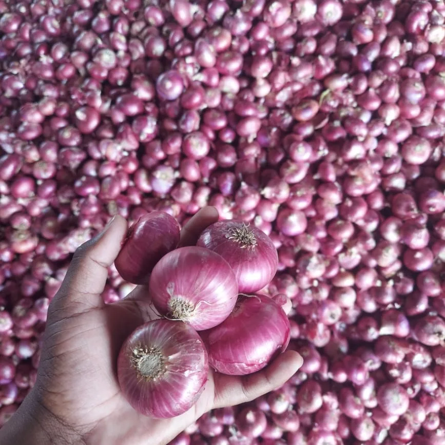 Red onion uploaded by business on 3/9/2022
