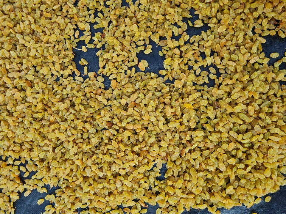 Premium Golden Yellow Raisins uploaded by NR Farm Product on 3/9/2022