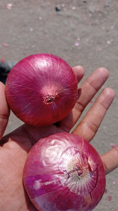 Onion  uploaded by Sajas Farmer Producer Company Ltd on 3/10/2022