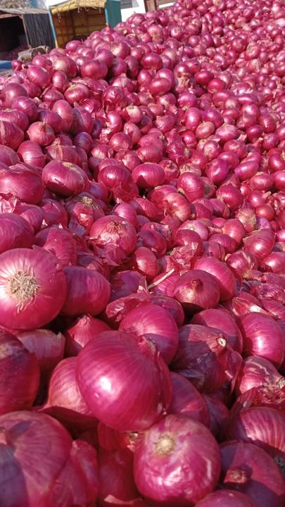Onion uploaded by Sajas Farmer Producer Company Ltd on 3/10/2022