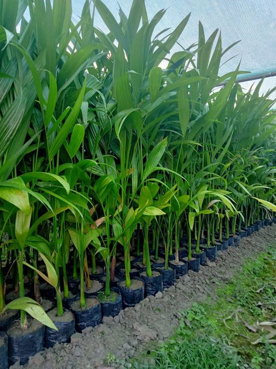 Aricanut plant uploaded by TASMIN ENTERPRISE on 3/11/2022