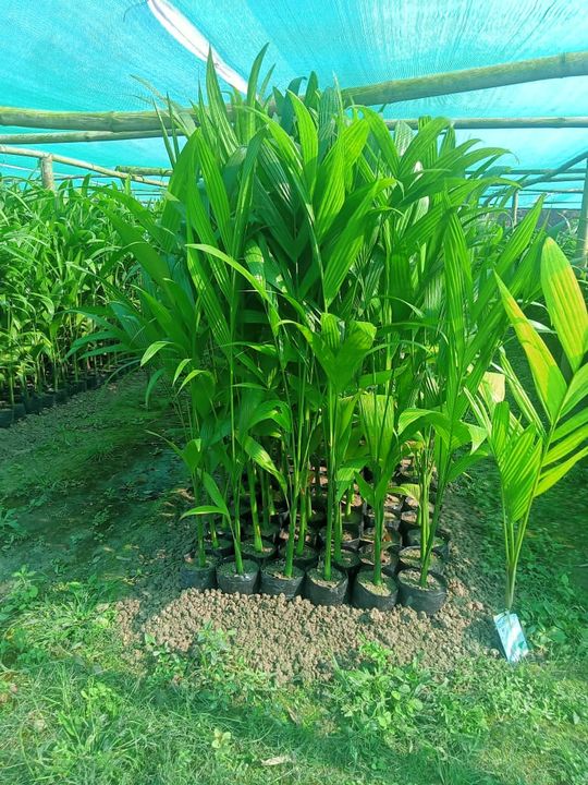 Aricanut plant uploaded by TASMIN ENTERPRISE on 3/11/2022