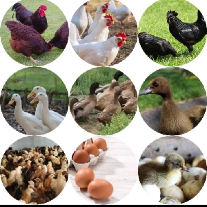 Post image Chaudhary brother Duck and Poultry has updated their profile picture.