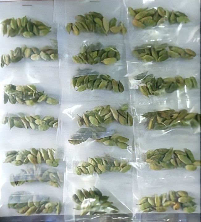 Green cardamom uploaded by MN Spices & Dry Fruits on 3/13/2022