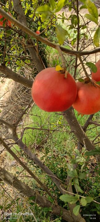 Pomegranate uploaded by Aeon exim International on 3/14/2022