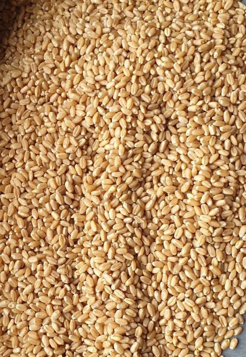 Post image I want 15 MT of Wheat Grains Lokwan, Sharbati, MP Sehore...