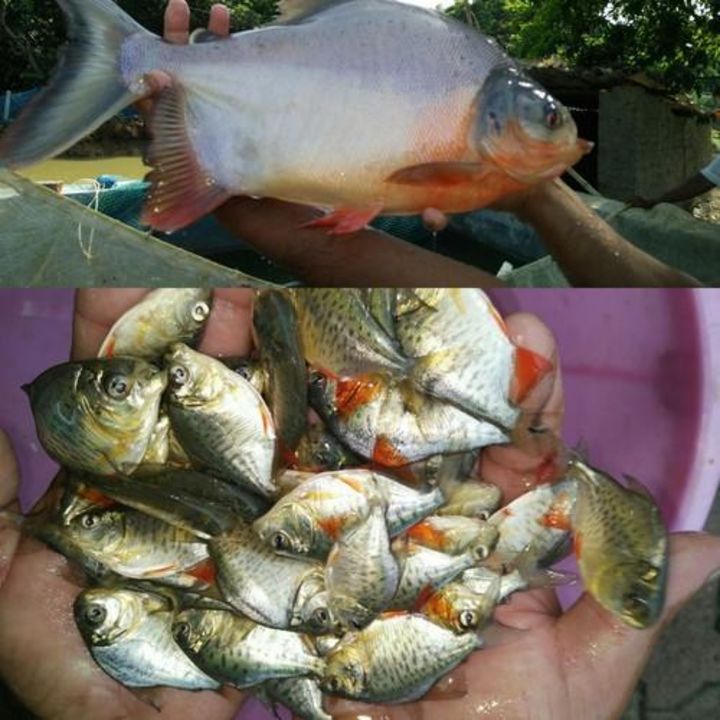 Rupchand uploaded by Fish farming Seed Supplies on 3/19/2022