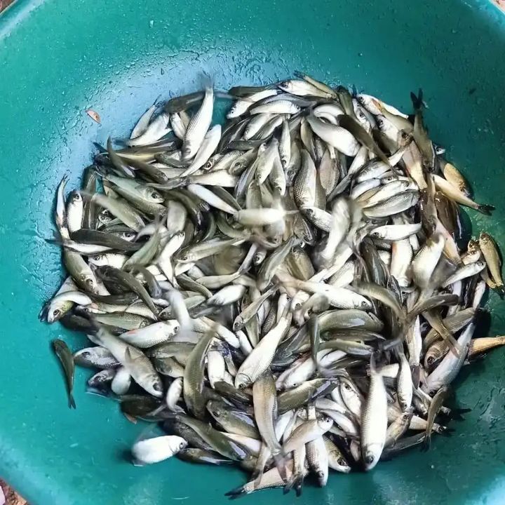 All Fish Seed Available uploaded by Fish farming Seed Supplies on 3/19/2022
