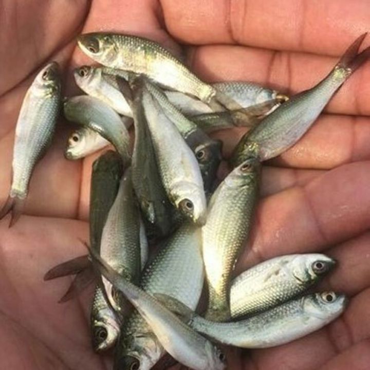 Rahu Catala uploaded by Fish farming Seed Supplies on 3/19/2022