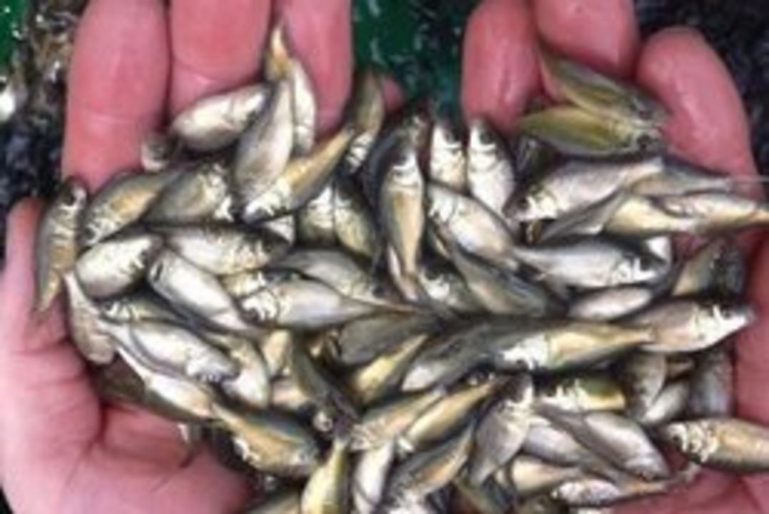 Product uploaded by Fish farming Seed Supplies on 3/19/2022