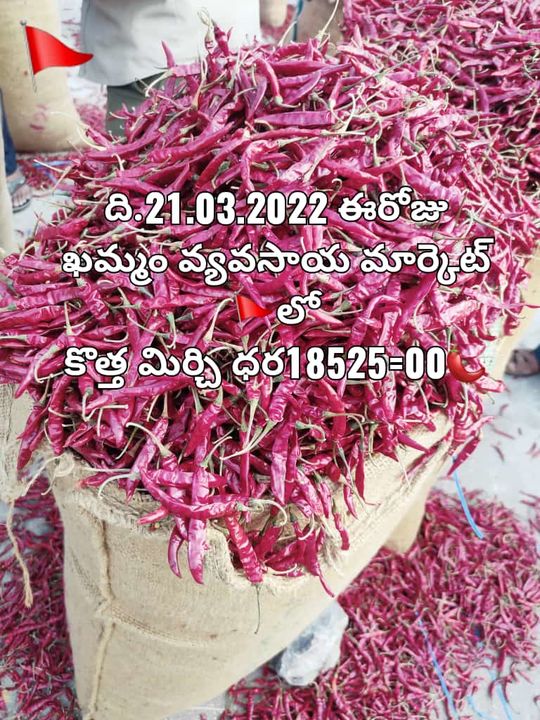 Dry lal mirchi uploaded by business on 3/22/2022