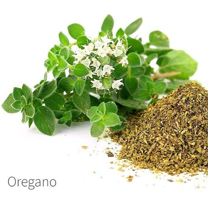 Oregano  uploaded by business on 10/16/2020