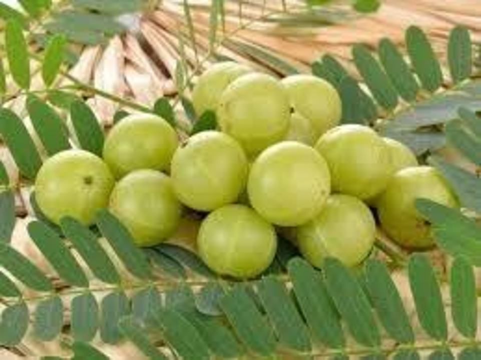 Amla  uploaded by business on 10/16/2020