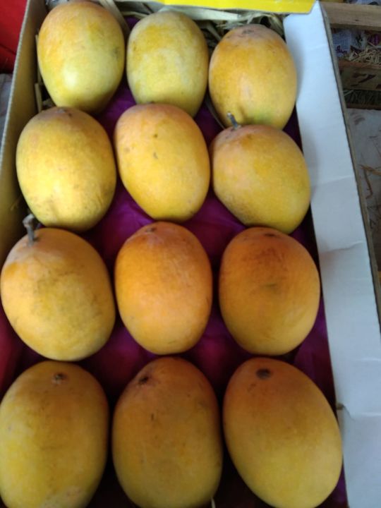 Pure Ratnagiri Alphonso Mango uploaded by Ruchkar Food Products on 4/3/2022