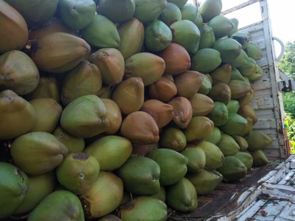 Coconut 🥥 Husked Coconut, Semi Husked Coconut, Green Tender Coconut, Orange Tender Coconut, Edible  uploaded by Bharani EXIM on 4/3/2022