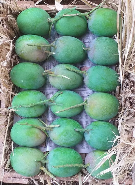 Pure Ratnagiri Hapus or Alphonso mango uploaded by Ruchkar Food Products on 4/5/2022