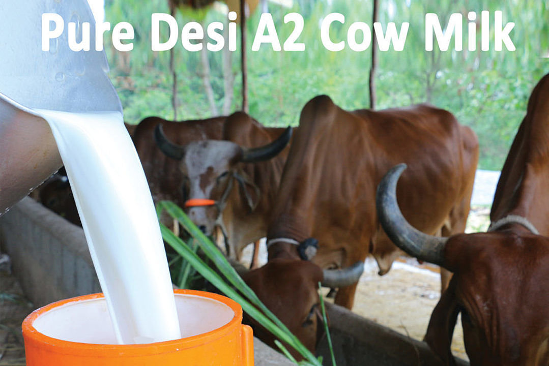 Indian Cow Milk (A2 Milk) uploaded by Vatika Dairy on 10/21/2020