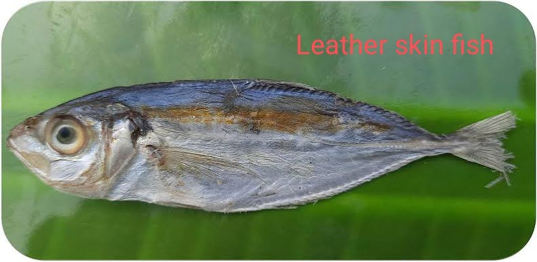 Leather skin dry fish uploaded by business on 4/21/2022