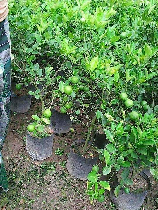 Lemon plants  uploaded by Clean Air Plantation  on 6/15/2020