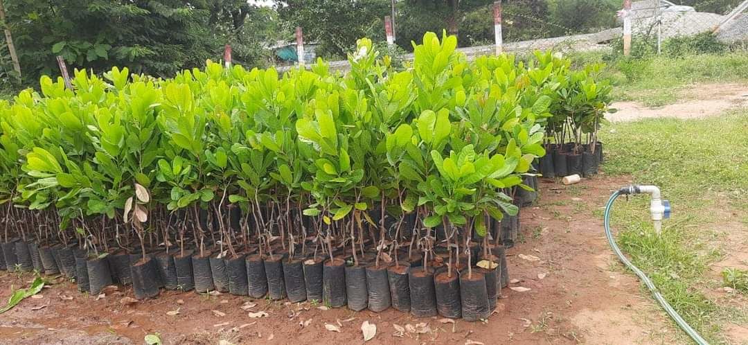 Cashew nuts grafted plant uploaded by NESIBUR RAHAMAN BARBHUYAN on 4/21/2022