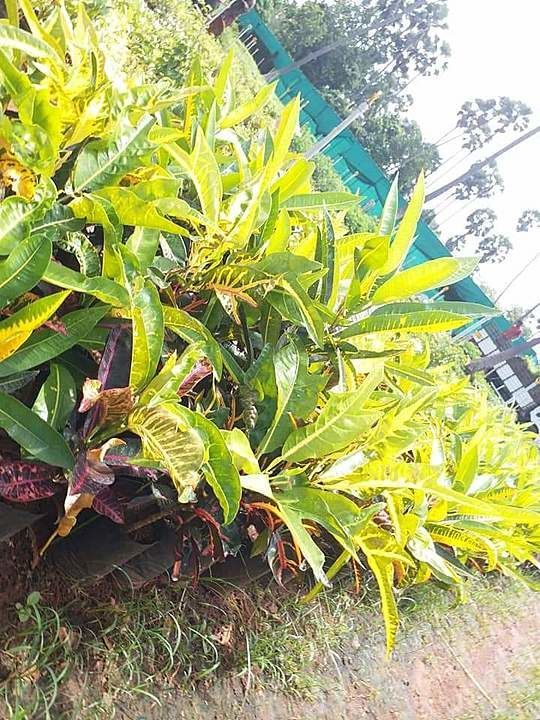All types of crotan plants  uploaded by business on 6/15/2020