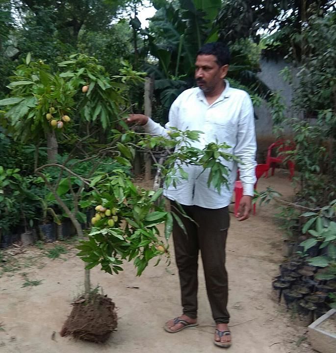 All fruits plants  uploaded by Clean Air Plantation  on 6/15/2020