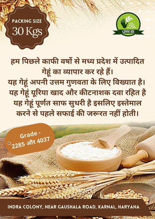 Mp sharbati wheat  uploaded by Shri hanuman rice co on 4/24/2022