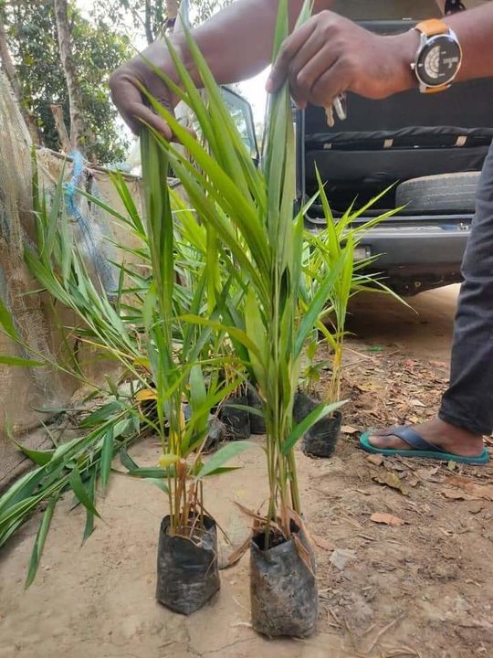 Green cardamom plants uploaded by NESIBUR RAHAMAN BARBHUYAN on 4/28/2022
