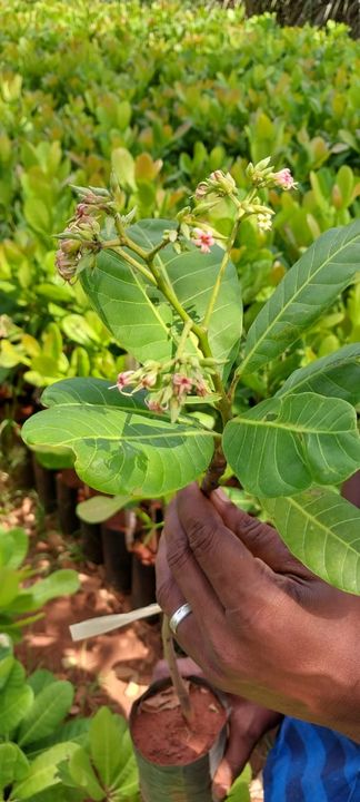 Cashew nuts plants uploaded by NESIBUR RAHAMAN BARBHUYAN on 4/28/2022
