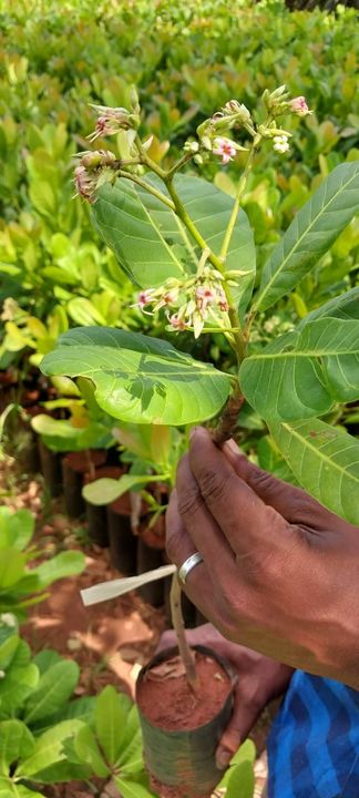 Cashew nuts plants uploaded by NESIBUR RAHAMAN BARBHUYAN on 4/28/2022