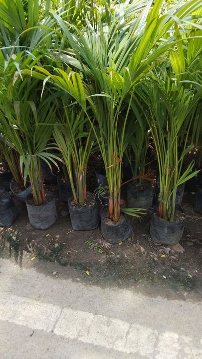 Areca palm plants uploaded by NESIBUR RAHAMAN BARBHUYAN on 4/28/2022