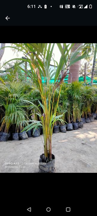 Areca palm plants uploaded by NESIBUR RAHAMAN BARBHUYAN on 4/28/2022