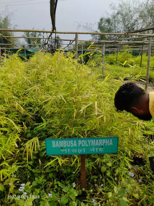 Bambusa polymorpha




 uploaded by NESIBUR RAHAMAN BARBHUYAN on 5/1/2022