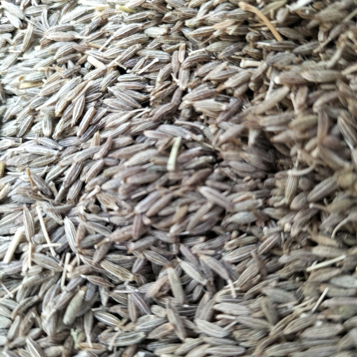 Cumin seed uploaded by business on 5/3/2022